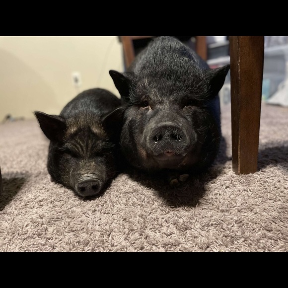 Meet your Posher, Ashley - Picture 2 of 2